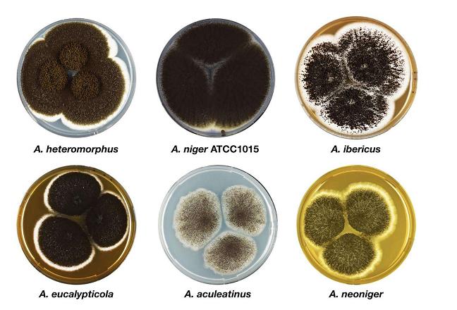Microbial iron removal